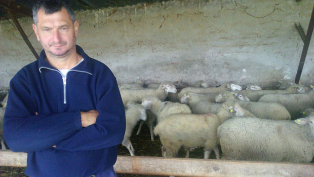 Мигранти му украли 50 оваца, крађу доказивао и на полиграфу!